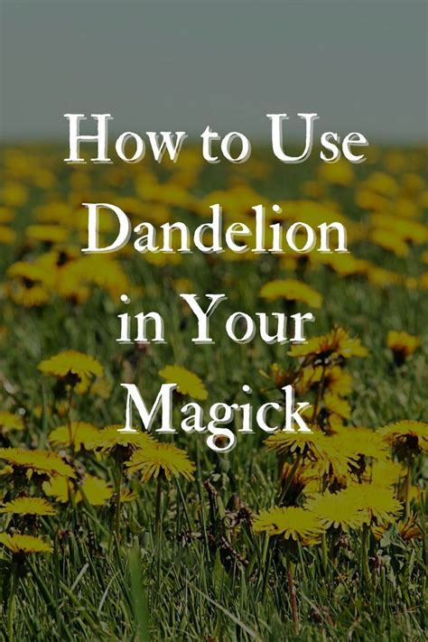 Dandelion occult book